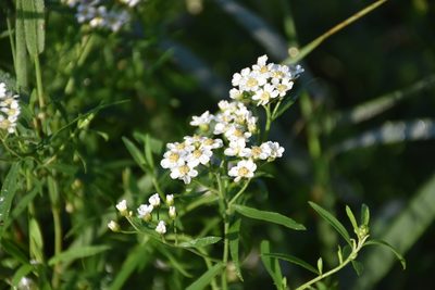 Achillea salicifolia, photographed by Игорь Васильев