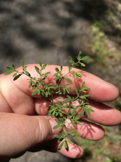 Paronychia fastigiata, photographed by Lena Struwe