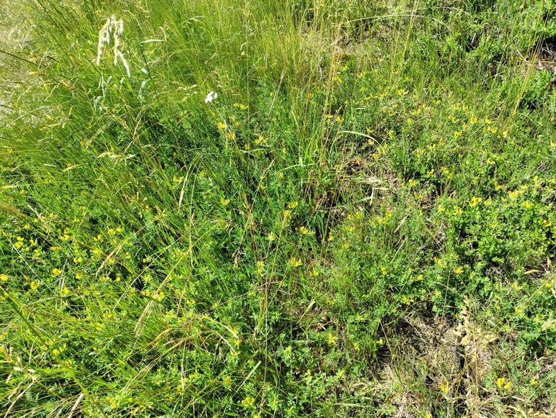 Chamaecytisus supinus, photographed by David Sandler