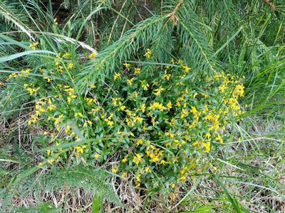 Genista germanica, photographed by David Sandler