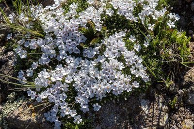 Phlox condensata, photographed by Bob Walker