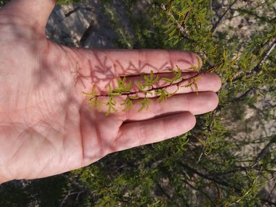 Vachellia vernicosa, photographed by Daniel Estabrooks