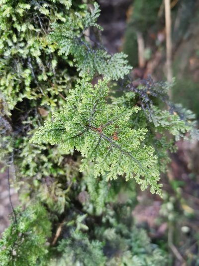Hymenophyllum plicatum, photographed by Inao Vasquez