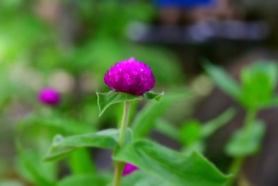 Gomphrena globosa, photographed by adel-fridus
