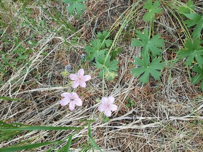 Geranium viscosissimum, photographed by Logan