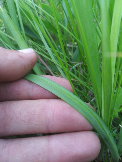 Allium brevistylum, photographed by Laura Holloway