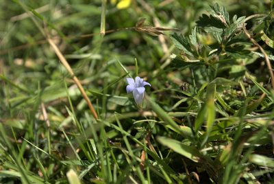 Hesperocodon hederaceus, photographed by Billy Fullwood