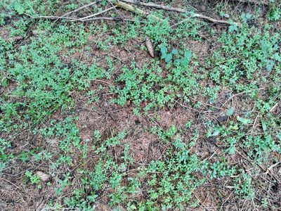 Galium rotundifolium, photographed by David Sandler