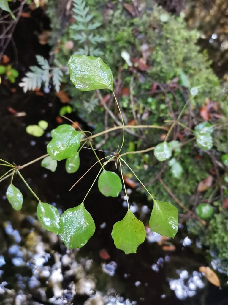 Berberis rotundifolia, photographed by Inao Vasquez