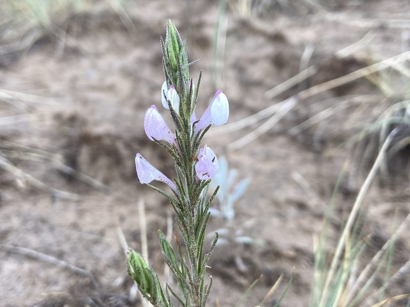 Orthocarpus purpureoalbus, photographed by Reid Hardin