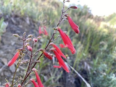 Penstemon rostriflorus, photographed by Reid Hardin