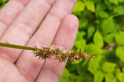 Carex stipata, photographed by Quinten Wiegersma
