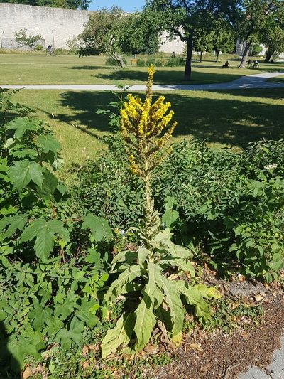 Verbascum speciosum, photographed by Ilkka Tuunainen