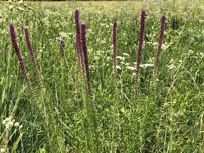 Liatris pycnostachya, photographed by Daniel S. Katz