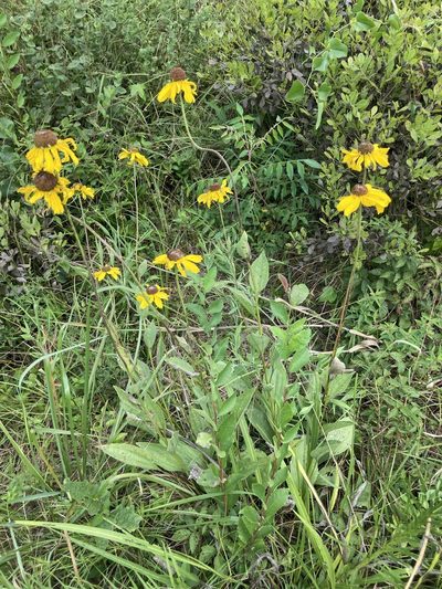 Rudbeckia alismifolia, photographed by John Michael
