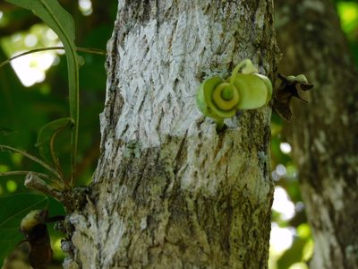 Crescentia cujete, photographed by Luis Rubio-Yépez