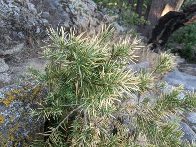 Torreya californica, photographed by Zac Peterson