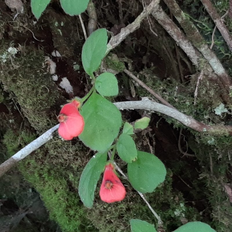 Pachycaulos nummularia, photographed by Arthur de Jesús Chavarría Pérez