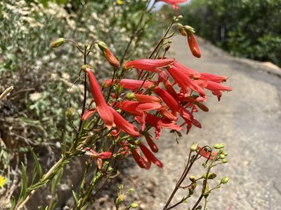 Penstemon rostriflorus, photographed by Reid Hardin