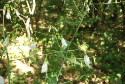 Adenophora liliifolia, photographed by Aleksei Baushev
