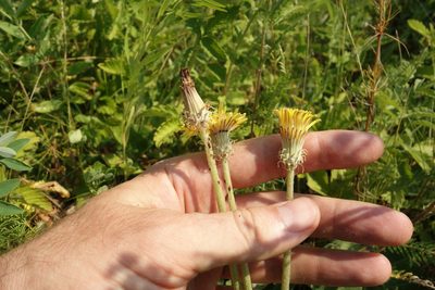 Taraxacum serotinum, photographed by Aleksei Baushev