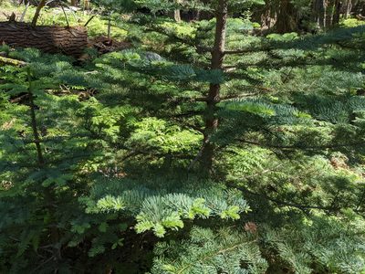Abies magnifica, photographed by Zac Peterson