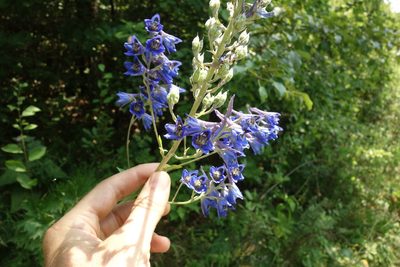 Delphinium cuneatum, photographed by Aleksei Baushev
