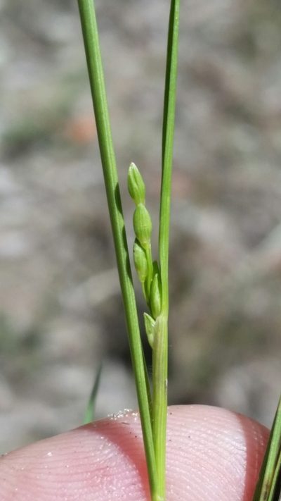Dichanthelium pinetorum, photographed by Jay Horn