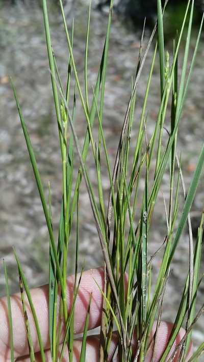 Dichanthelium pinetorum, photographed by Jay Horn