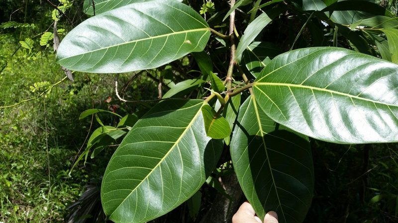 Ficus altissima, photographed by Jay Horn