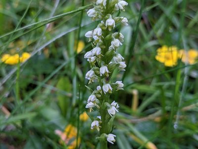 Pseudorchis albida, photographed by agosti