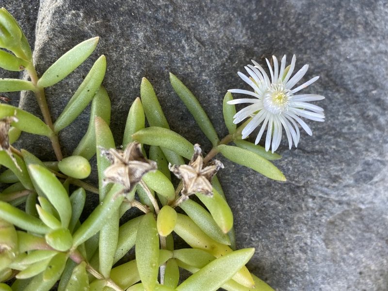Delosperma caespitosum, photographed by Dave U