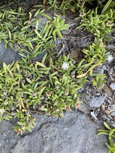 Delosperma caespitosum, photographed by Dave U