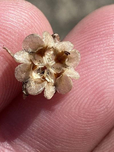 Delosperma caespitosum, photographed by Dave U