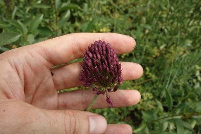 Allium sphaerocephalon, photographed by Aleksei Baushev