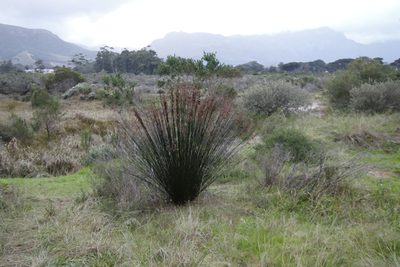 Thamnochortus insignis, photographed by Tony Rebelo