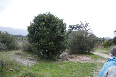 Elaeodendron croceum, photographed by Tony Rebelo