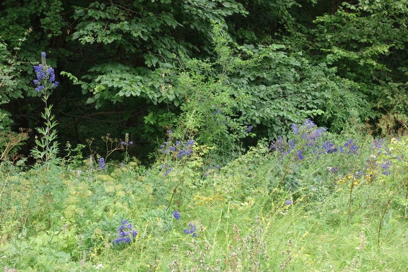 Delphinium cuneatum, photographed by Aleksei Baushev