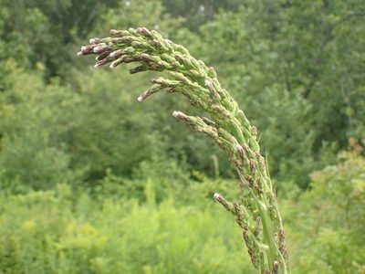 Lactuca biennis, photographed by Ian Manning