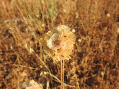 Lomelosia simplex, photographed by Duarte Frade