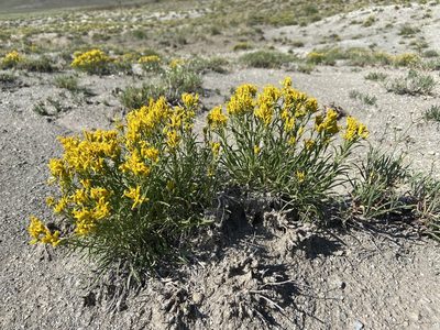 Petradoria pumila, photographed by Reid Hardin