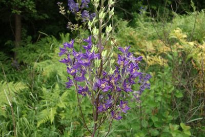 Delphinium cuneatum, photographed by Aleksei Baushev