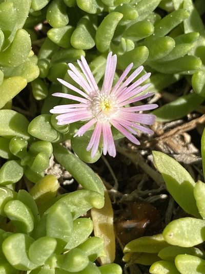 Delosperma caespitosum, photographed by Dave U