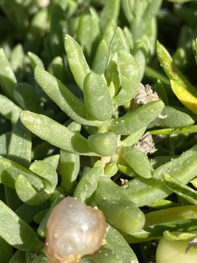 Delosperma caespitosum, photographed by Dave U