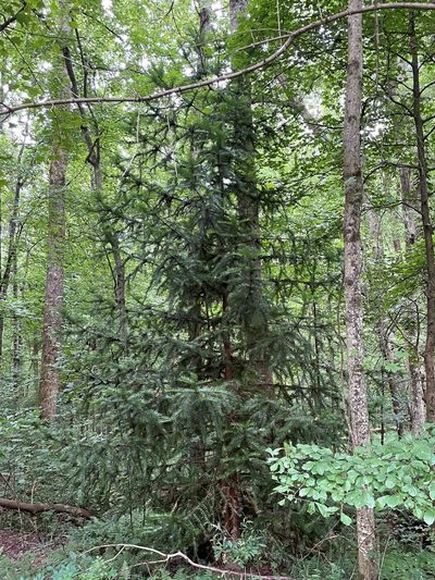 Cunninghamia lanceolata, photographed by lejones417