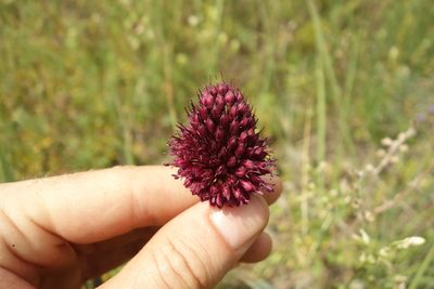Allium sphaerocephalon, photographed by Aleksei Baushev