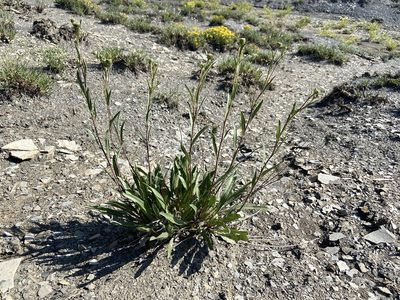 Platyschkuhria integrifolia, photographed by Reid Hardin