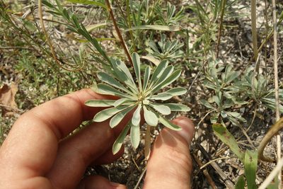 Linum ucranicum, photographed by Aleksei Baushev