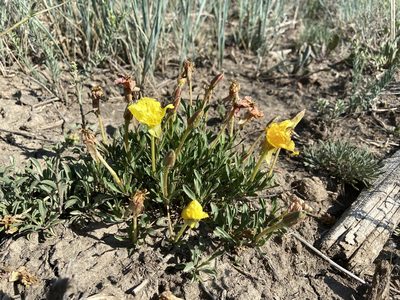 Oenothera lavandulifolia, photographed by Reid Hardin