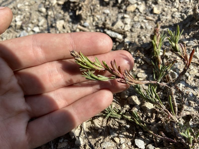 Penstemon crandallii, photographed by Reid Hardin